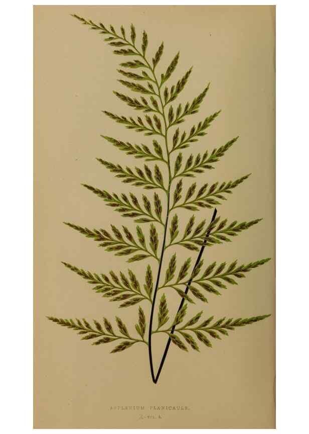 Reproducción/Reproduction 49627144382: Ferns: British and exotic.... London,Groombridge and Sons,1856-60.. 