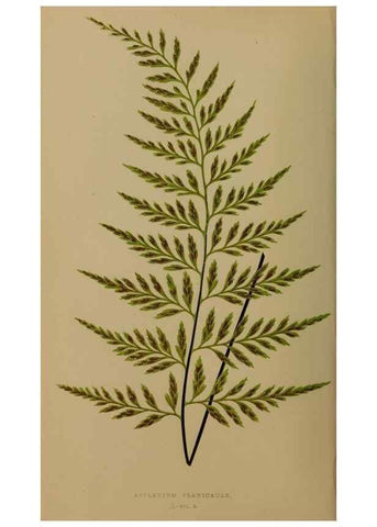 Reproducción/Reproduction 49627144382: Ferns: British and exotic.... London,Groombridge and Sons,1856-60.. 