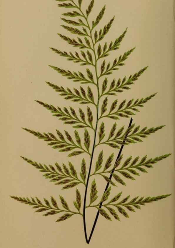 Reproducción/Reproduction 49627144382: Ferns: British and exotic.... London,Groombridge and Sons,1856-60.. 