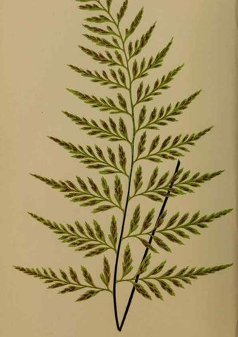 Reproducción/Reproduction 49627144382: Ferns: British and exotic.... London,Groombridge and Sons,1856-60.. 