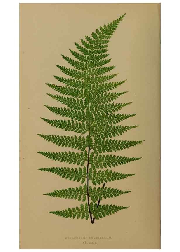 Reproducción/Reproduction 49626872296: Ferns: British and exotic.... London,Groombridge and Sons,1856-60.. 
