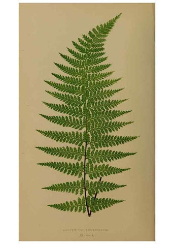 Reproducción/Reproduction 49626872296: Ferns: British and exotic.... London,Groombridge and Sons,1856-60.. 