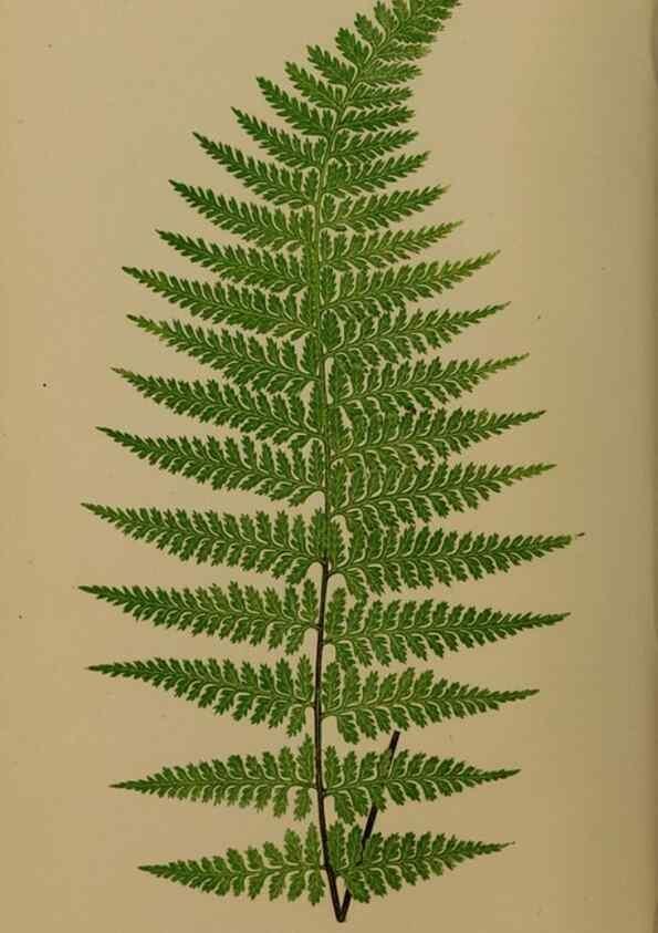 Reproducción/Reproduction 49626872296: Ferns: British and exotic.... London,Groombridge and Sons,1856-60.. 