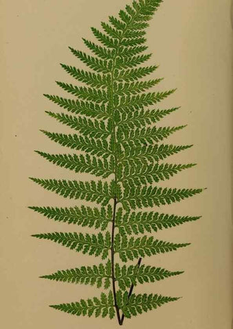 Reproducción/Reproduction 49626872296: Ferns: British and exotic.... London,Groombridge and Sons,1856-60.. 