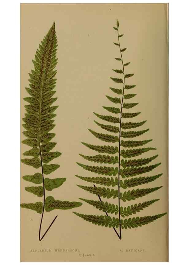 Reproducción/Reproduction 49626872516: Ferns: British and exotic.... London,Groombridge and Sons,1856-60.. 