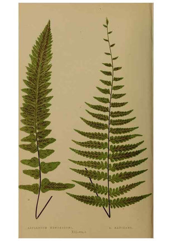 Reproducción/Reproduction 49626872516: Ferns: British and exotic.... London,Groombridge and Sons,1856-60.. 