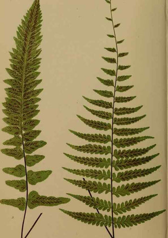 Reproducción/Reproduction 49626872516: Ferns: British and exotic.... London,Groombridge and Sons,1856-60.. 