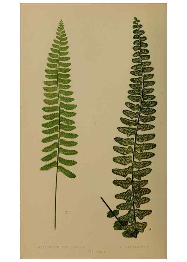 Reproducción/Reproduction 49627145177: Ferns: British and exotic.... London,Groombridge and Sons,1856-60.. 