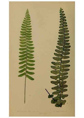 Reproducción/Reproduction 49627145177: Ferns: British and exotic.... London,Groombridge and Sons,1856-60.. 