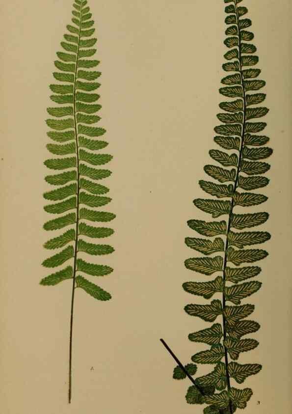 Reproducción/Reproduction 49627145177: Ferns: British and exotic.... London,Groombridge and Sons,1856-60.. 