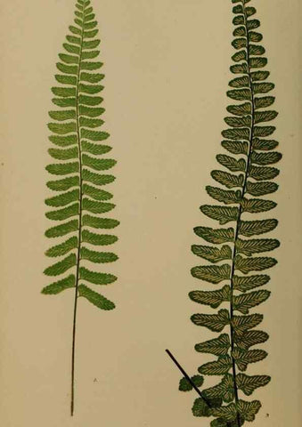 Reproducción/Reproduction 49627145177: Ferns: British and exotic.... London,Groombridge and Sons,1856-60.. 