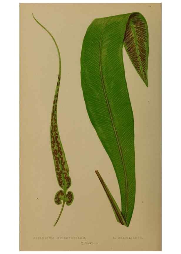 Reproducción/Reproduction 49627145422: Ferns: British and exotic.... London,Groombridge and Sons,1856-60.. 