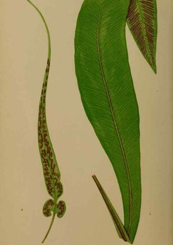 Reproducción/Reproduction 49627145422: Ferns: British and exotic.... London,Groombridge and Sons,1856-60.. 