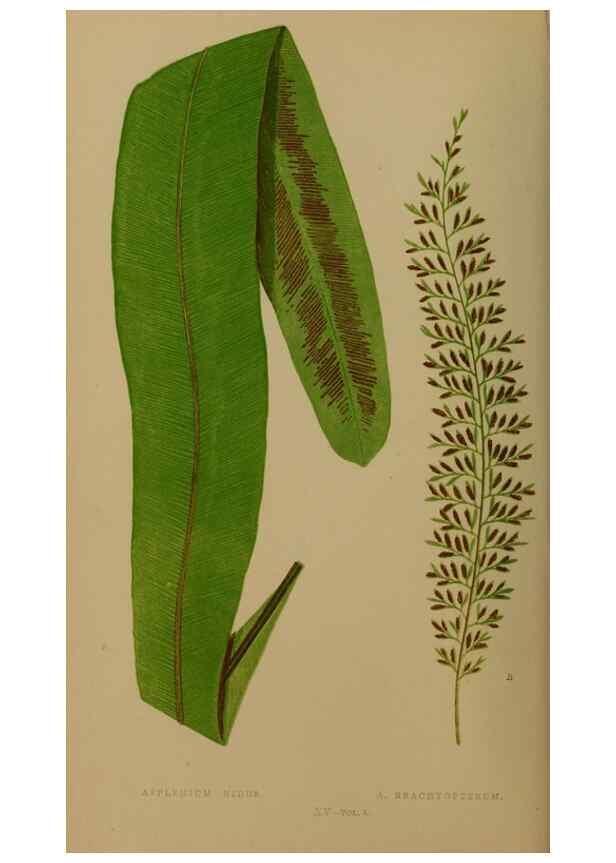 Reproducción/Reproduction 49626355093: Ferns: British and exotic.... London,Groombridge and Sons,1856-60.. 