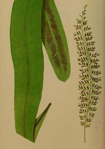 Reproducción/Reproduction 49626355093: Ferns: British and exotic.... London,Groombridge and Sons,1856-60.. 