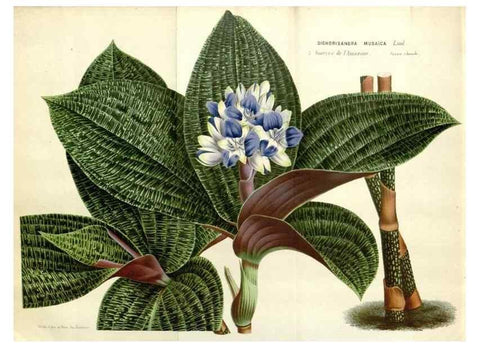 Reproducción/Reproduction 49588474663: Flore des serres et des jardins de l'Europe. A Gand :chez Louis van Houtte, eÌditeur,1845-1880.. 