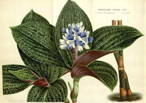 Reproducción/Reproduction 49588474663: Flore des serres et des jardins de l'Europe. A Gand :chez Louis van Houtte, eÌditeur,1845-1880.. 