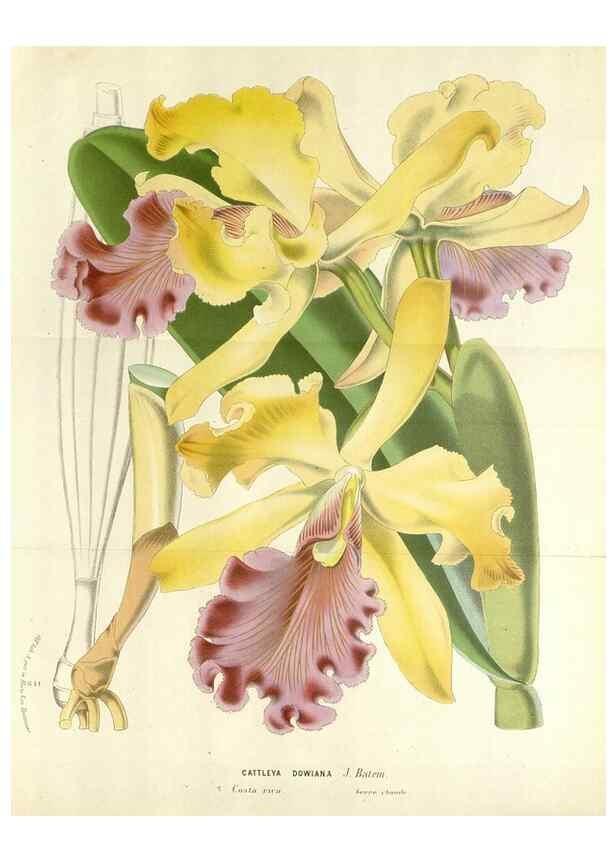 Reproducción/Reproduction 49588474393: Flore des serres et des jardins de l'Europe. A Gand :chez Louis van Houtte, eÌditeur,1845-1880.. 