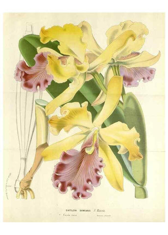 Reproducción/Reproduction 49588474393: Flore des serres et des jardins de l'Europe. A Gand :chez Louis van Houtte, eÌditeur,1845-1880.. 