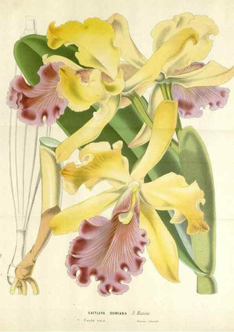 Reproducción/Reproduction 49588474393: Flore des serres et des jardins de l'Europe. A Gand :chez Louis van Houtte, eÌditeur,1845-1880.. 