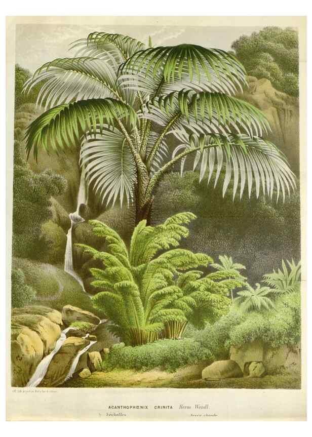 Reproducción/Reproduction 49588963686: Flore des serres et des jardins de l'Europe. A Gand :chez Louis van Houtte, eÌditeur,1845-1880.. 