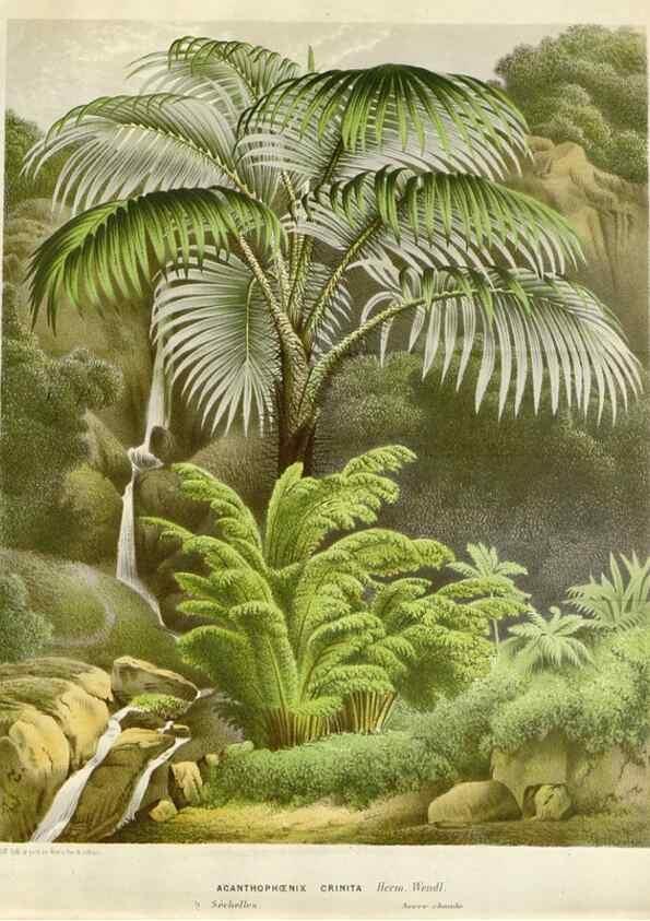 Reproducción/Reproduction 49588963686: Flore des serres et des jardins de l'Europe. A Gand :chez Louis van Houtte, eÌditeur,1845-1880.. 