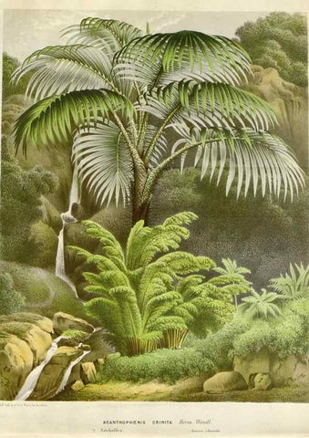 Reproducción/Reproduction 49588963686: Flore des serres et des jardins de l'Europe. A Gand :chez Louis van Houtte, eÌditeur,1845-1880.. 