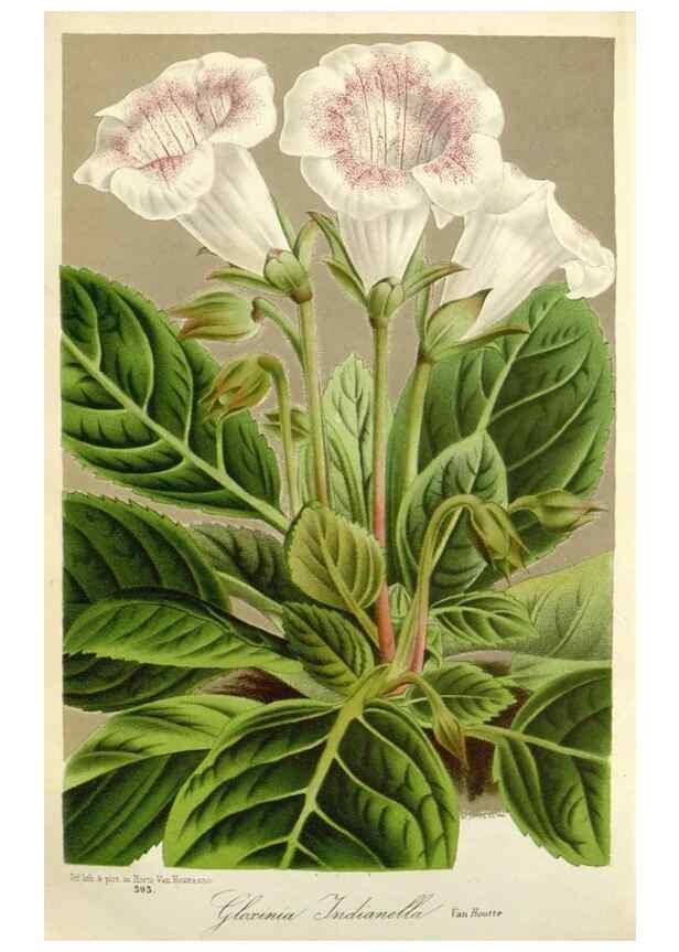 Reproducción/Reproduction 49588963381: Flore des serres et des jardins de l'Europe. A Gand :chez Louis van Houtte, eÌditeur,1845-1880.. 