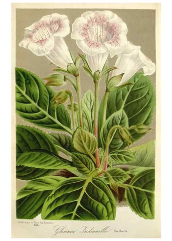 Reproducción/Reproduction 49588963381: Flore des serres et des jardins de l'Europe. A Gand :chez Louis van Houtte, eÌditeur,1845-1880.. 