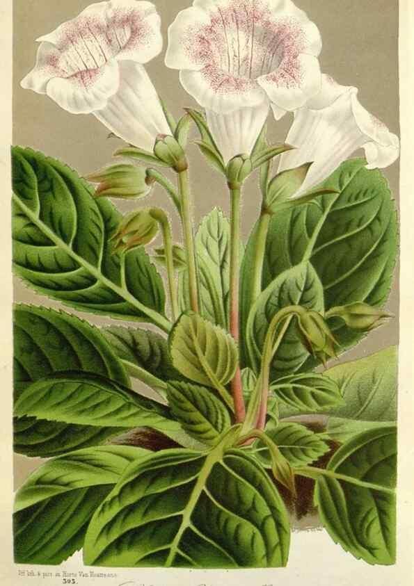 Reproducción/Reproduction 49588963381: Flore des serres et des jardins de l'Europe. A Gand :chez Louis van Houtte, eÌditeur,1845-1880.. 