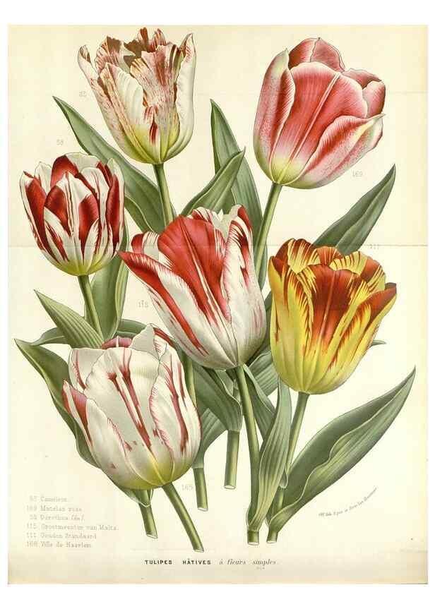 Reproducción/Reproduction 49589201407: Flore des serres et des jardins de l'Europe. A Gand :chez Louis van Houtte, eÌditeur,1845-1880.. 