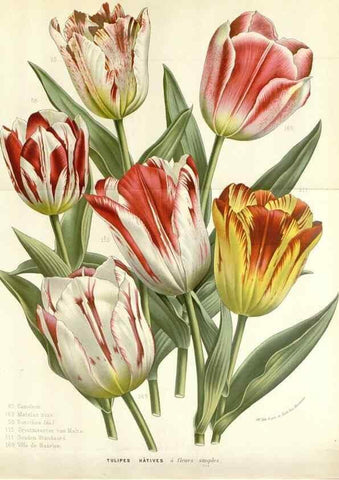 Reproducción/Reproduction 49589201407: Flore des serres et des jardins de l'Europe. A Gand :chez Louis van Houtte, eÌditeur,1845-1880.. 