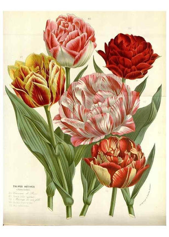 Reproducción/Reproduction 49588469213: Flore des serres et des jardins de l'Europe. A Gand :chez Louis van Houtte, eÌditeur,1845-1880.. 