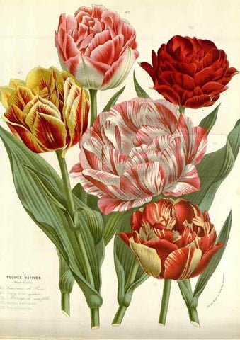 Reproducción/Reproduction 49588469213: Flore des serres et des jardins de l'Europe. A Gand :chez Louis van Houtte, eÌditeur,1845-1880.. 