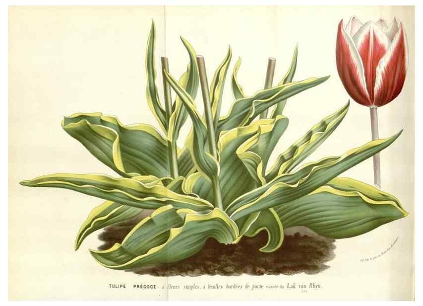Reproducción/Reproduction 49588959246: Flore des serres et des jardins de l'Europe. A Gand :chez Louis van Houtte, eÌditeur,1845-1880.. 