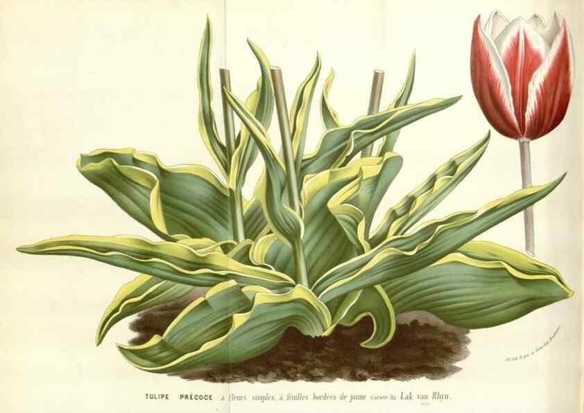 Reproducción/Reproduction 49588959246: Flore des serres et des jardins de l'Europe. A Gand :chez Louis van Houtte, eÌditeur,1845-1880.. 