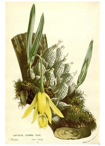 Reproducción/Reproduction 49589202132: Flore des serres et des jardins de l'Europe. A Gand :chez Louis van Houtte, eÌditeur,1845-1880.. 