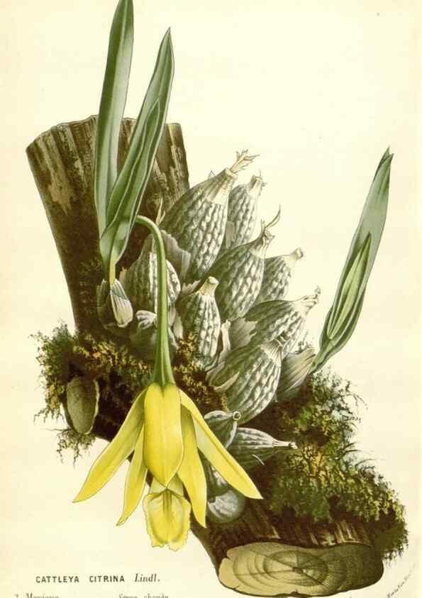 Reproducción/Reproduction 49589202132: Flore des serres et des jardins de l'Europe. A Gand :chez Louis van Houtte, eÌditeur,1845-1880.. 