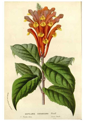 Reproducción/Reproduction 49589202417: Flore des serres et des jardins de l'Europe. A Gand :chez Louis van Houtte, eÌditeur,1845-1880.. 
