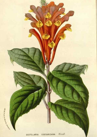 Reproducción/Reproduction 49589202417: Flore des serres et des jardins de l'Europe. A Gand :chez Louis van Houtte, eÌditeur,1845-1880.. 