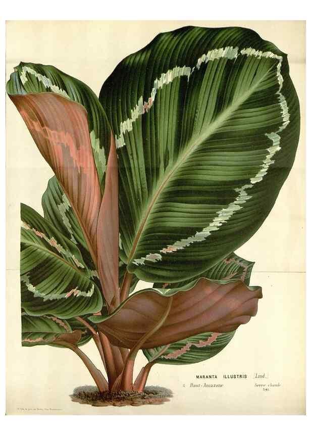 Reproducción/Reproduction 49588470158: Flore des serres et des jardins de l'Europe. A Gand :chez Louis van Houtte, eÌditeur,1845-1880.. 