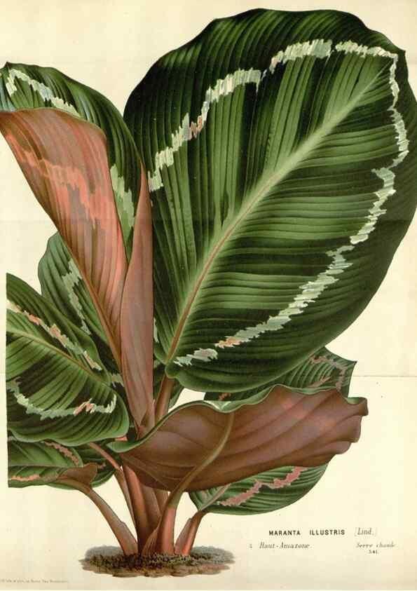 Reproducción/Reproduction 49588470158: Flore des serres et des jardins de l'Europe. A Gand :chez Louis van Houtte, eÌditeur,1845-1880.. 