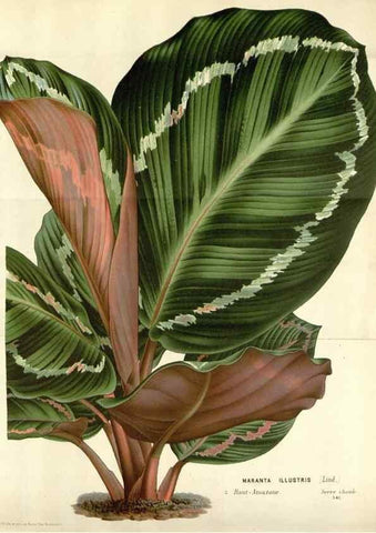 Reproducción/Reproduction 49588470158: Flore des serres et des jardins de l'Europe. A Gand :chez Louis van Houtte, eÌditeur,1845-1880.. 