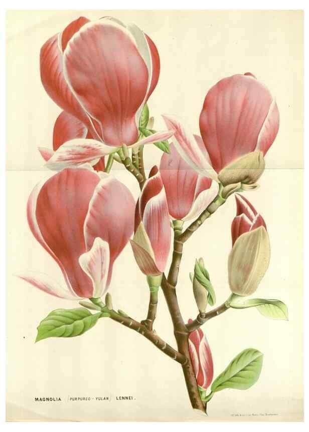 Reproducción/Reproduction 49588960376: Flore des serres et des jardins de l'Europe. A Gand :chez Louis van Houtte, eÌditeur,1845-1880.. 