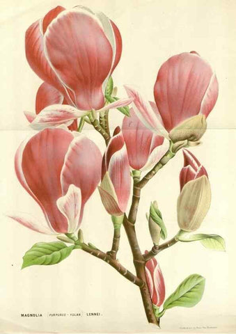 Reproducción/Reproduction 49588960376: Flore des serres et des jardins de l'Europe. A Gand :chez Louis van Houtte, eÌditeur,1845-1880.. 