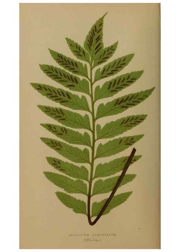 Reproducción/Reproduction 49627145912: Ferns: British and exotic.... London,Groombridge and Sons,1856-60.. 