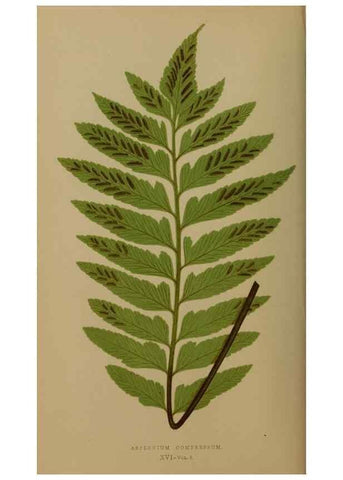Reproducción/Reproduction 49627145912: Ferns: British and exotic.... London,Groombridge and Sons,1856-60.. 