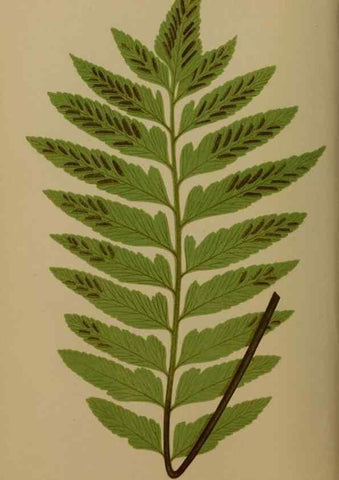 Reproducción/Reproduction 49627145912: Ferns: British and exotic.... London,Groombridge and Sons,1856-60.. 