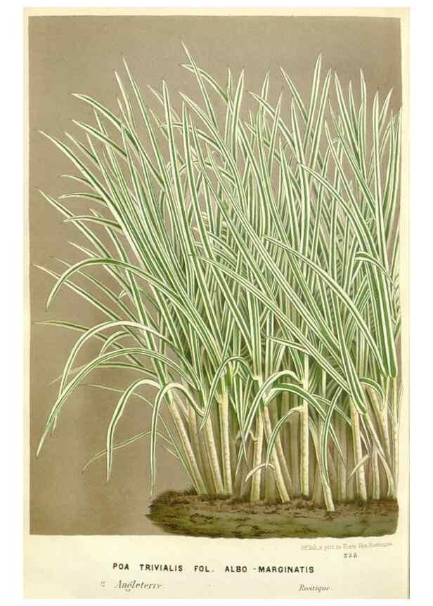 Reproducción/Reproduction 49588960656: Flore des serres et des jardins de l'Europe. A Gand :chez Louis van Houtte, eÌditeur,1845-1880.. 