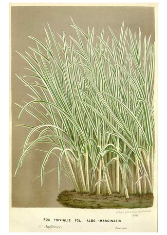 Reproducción/Reproduction 49588960656: Flore des serres et des jardins de l'Europe. A Gand :chez Louis van Houtte, eÌditeur,1845-1880.. 